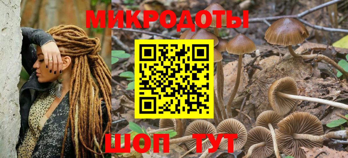 Псилоцибиновые грибы Psilocybe Торжок